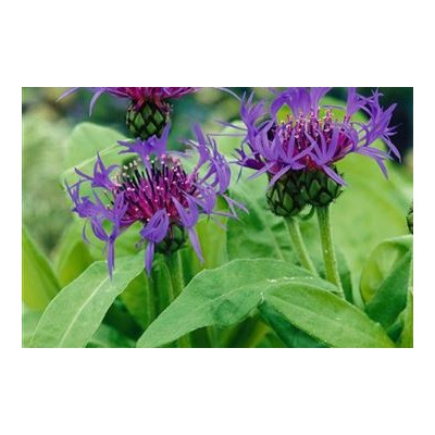 Centaurea  - Flockenblume