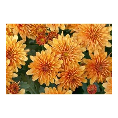Chrysanthemum  - Winteraster