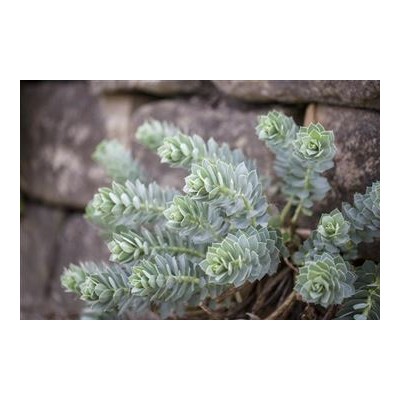 Euphorbia  - Wolfsmilch