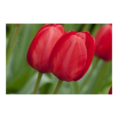Tulipa  - Tulpe