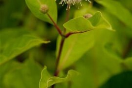 Cephalanthus - Knopfbusch
