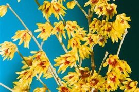 Chimonanthus - Chinesische Winterblüte