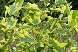 Liriodendron - Tulpenbaum