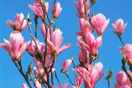 Magnolia - Magnolie