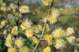 Salix - Weide
