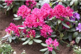 Rhododendron -  Alpenrose