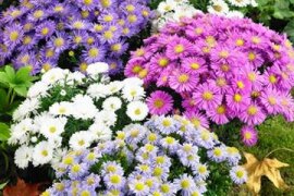 Aster  -Aster