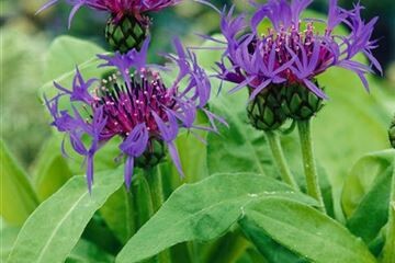 Centaurea  - Flockenblume