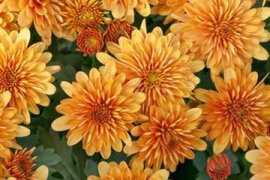 Chrysanthemum  - Winteraster
