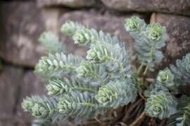 Euphorbia  - Wolfsmilch