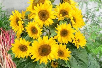 Helianthus  - Sonnenblume