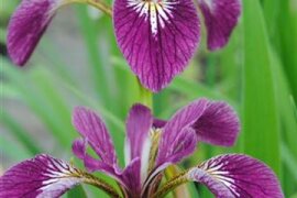 Iris  - Schwertlilie