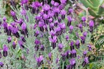 Lavandula - Lavendel