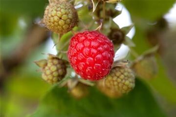 Rubus - Himbeeren