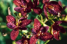 Pardancanda - Leopardenblume