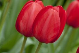 Tulipa  - Tulpe