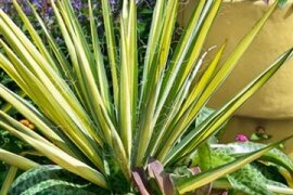 Yucca  - Palmlilie