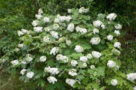 Hydrangea quercifolia - Eichenblättrige Hortensie