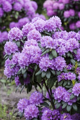 Rhododendron Hybride großblumig