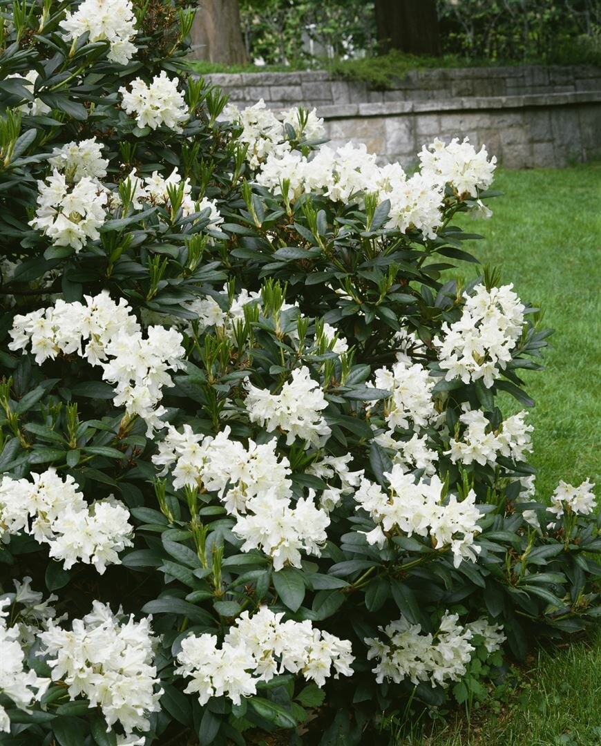 Rhododendron PG 1 'Cunninghams White' 