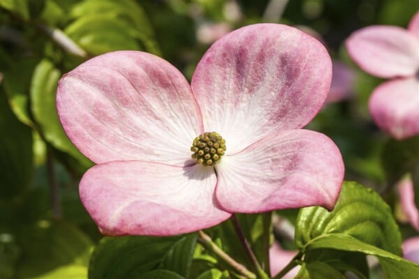 Cornus kousa Satomi Compacta 60- 80 cm