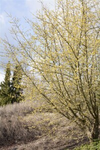 Cornus mas kräftig mb 100-125 cm