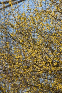 Cornus mas kräftig mb 100-125 cm