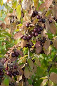 Cornus mas kräftig mb 100-125 cm