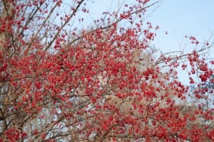 Cornus mas kräftig mb 100-125 cm