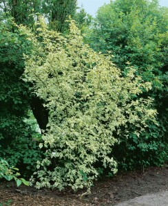 Cornus mas kräftig mb 100-125 cm