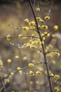 Cornus mas kräftig mb 100-125 cm