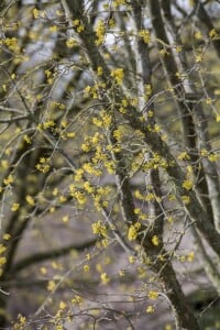 Cornus mas kräftig mb 100-125 cm