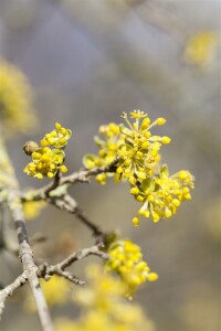 Cornus mas kräftig mb 100-125 cm