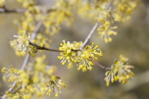 Cornus mas kräftig mb 100-125 cm