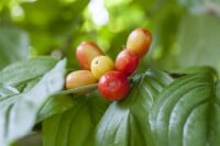 Cornus mas kräftig mb 100-125 cm