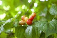 Cornus mas kräftig mb 100-125 cm