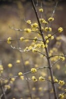 Cornus mas kräftig mb 100-125 cm