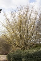 Cornus mas kräftig mb 100-125 cm