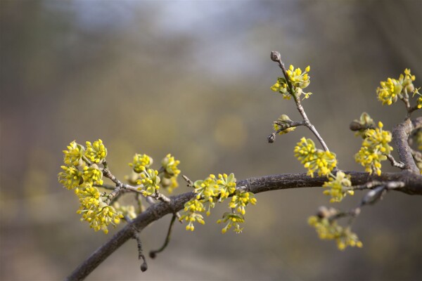 Cornus mas Aurea 125- 150 cm kräftig