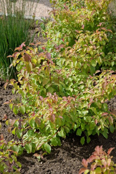 Cornus sanguinea Midwinter Fire 60- 100 cm