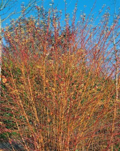 Cornus sanguinea Midwinter Fire 60- 100 cm