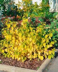 Cornus sanguinea Midwinter Fire 60- 100 cm