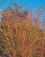 Cornus sanguinea Midwinter Fire 60- 100 cm