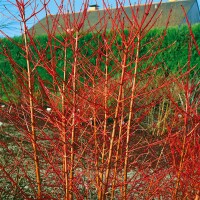 Cornus sanguinea Midwinter Fire 60- 100 cm