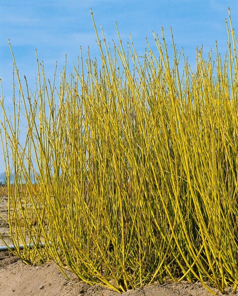 Cornus sericea Flaviramea 40- 60 cm