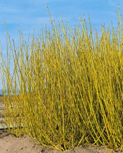 Cornus sericea Flaviramea 40- 60 cm