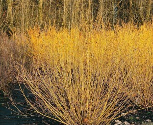 Cornus sericea Flaviramea 40- 60 cm