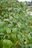 Cornus sericea Flaviramea 40- 60 cm