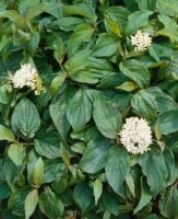 Cornus sericea Flaviramea 40- 60 cm