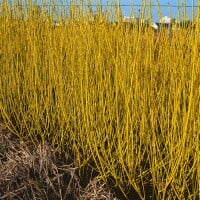 Cornus sericea Flaviramea 40- 60 cm